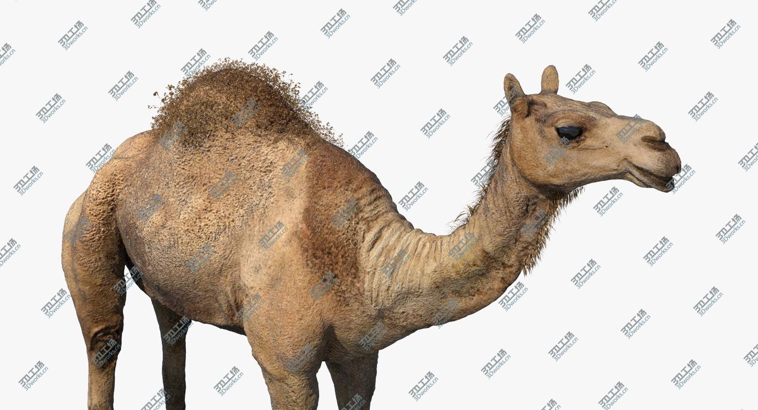 images/goods_img/2021040164/Camel (Rigged) (No fur) 3D model/5.jpg